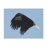 BALD EAGLE Motivational Post Card