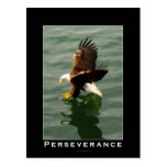 Bald Eagle Motivational Postcards