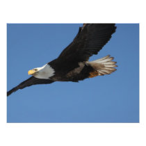 Bald Eagle on a Mission Photo