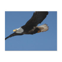 Bald Eagle on a Mission Post Card