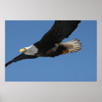 Bald Eagle on a Mission Posters