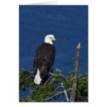 Bald Eagle on Fir Tree - Cards