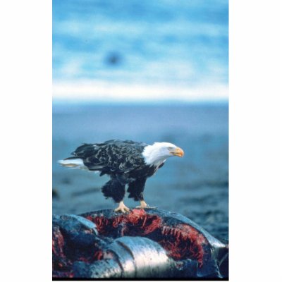 Bald Eagle on Whale Carcass Acrylic Cut Outs by animalpark