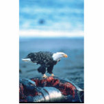 Bald Eagle on Whale Carcass photo sculptures