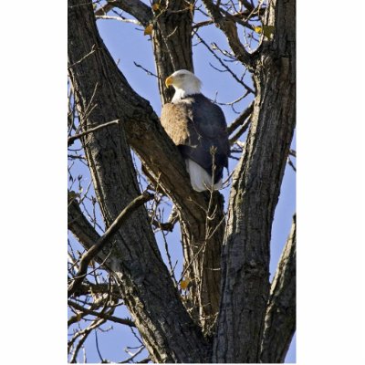 Bald eagle perched in tree photo cutouts by animalpark