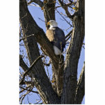 Bald eagle perched in tree photo sculptures