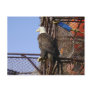 Bald Eagle Perched on Crab Pots Post Cards