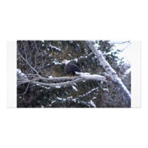 Bald Eagle Personalized Photo Card
