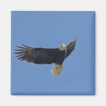 Bald Eagle Photo Refrigerator Magnet