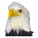 Bald Eagle Photo Sculpture