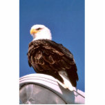 Bald Eagle Photo Cut Outs