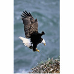 Bald Eagle Photo Sculptures