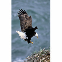 Bald Eagle Photo Sculptures