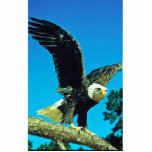Bald Eagle Acrylic Cut Outs