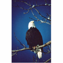Bald Eagle Cut Out