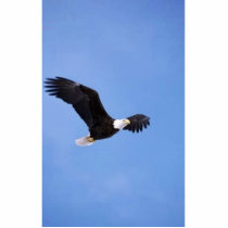 Bald eagle acrylic cut out