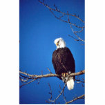 Bald Eagle Acrylic Cut Outs