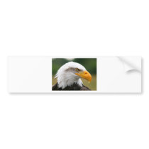Bald Eagle Portrait Bumper Sticker