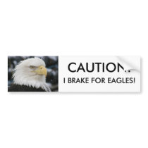 Bald Eagle Portrait Photo Bumper Sticker