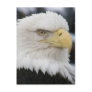 Bald Eagle Portrait Photo Post Card