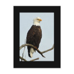 Bald eagle postcard