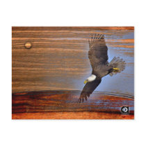 BALD EAGLE