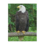 Bald Eagle Postcard