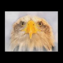 Bald Eagle postcards