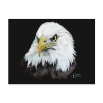 Bald Eagle Postcard 2 by natures_edge