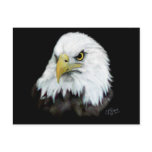 Bald Eagle Postcard 2