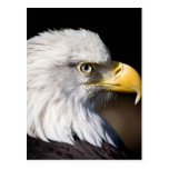 Bald Eagle Postcards