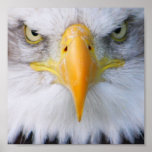 Bald Eagle posters