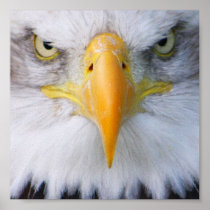 Bald Eagle Poster