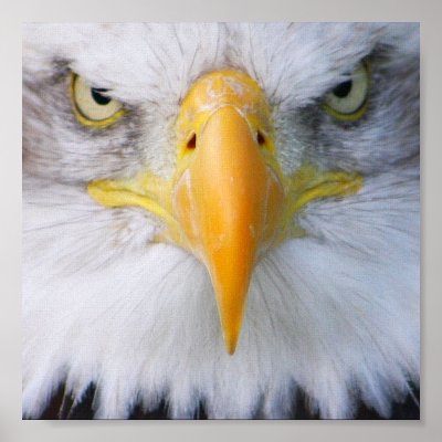 Bald Eagle Poster by jdmphotography
