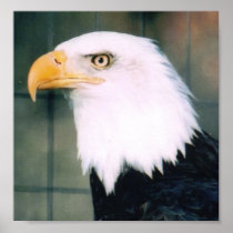 Bald Eagle Poster