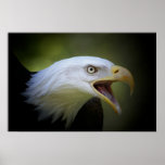 Bald Eagle poster posters