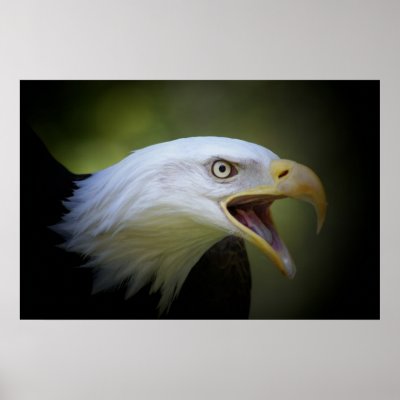 Bald Eagle poster by tompurse
