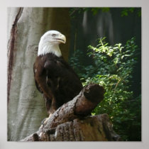 Bald Eagle Print