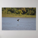 Bald Eagle Poster