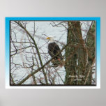 Bald Eagle Print