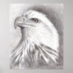 Bald Eagle Poster