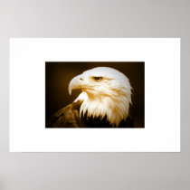 Bald Eagle Poster Print - American Eagle Posters