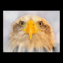 Bald Eagle posters