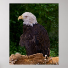 Bald Eagle Print