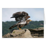 Bald Eagle Ready For Flight - Cards