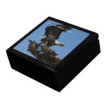 Bald Eagle Ready to Flee; Yukon Territory Souvenir Trinket Boxes