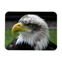 Bald Eagle Rectangular Magnet