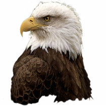 BALD EAGLE (sculpted) Wildlife Magnet Acrylic Cut Out