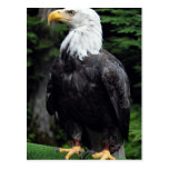 Bald eagle, Sitka, Alaska, U.S.A. Postcard