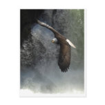 BALD EAGLE & WATER FALL Postcards